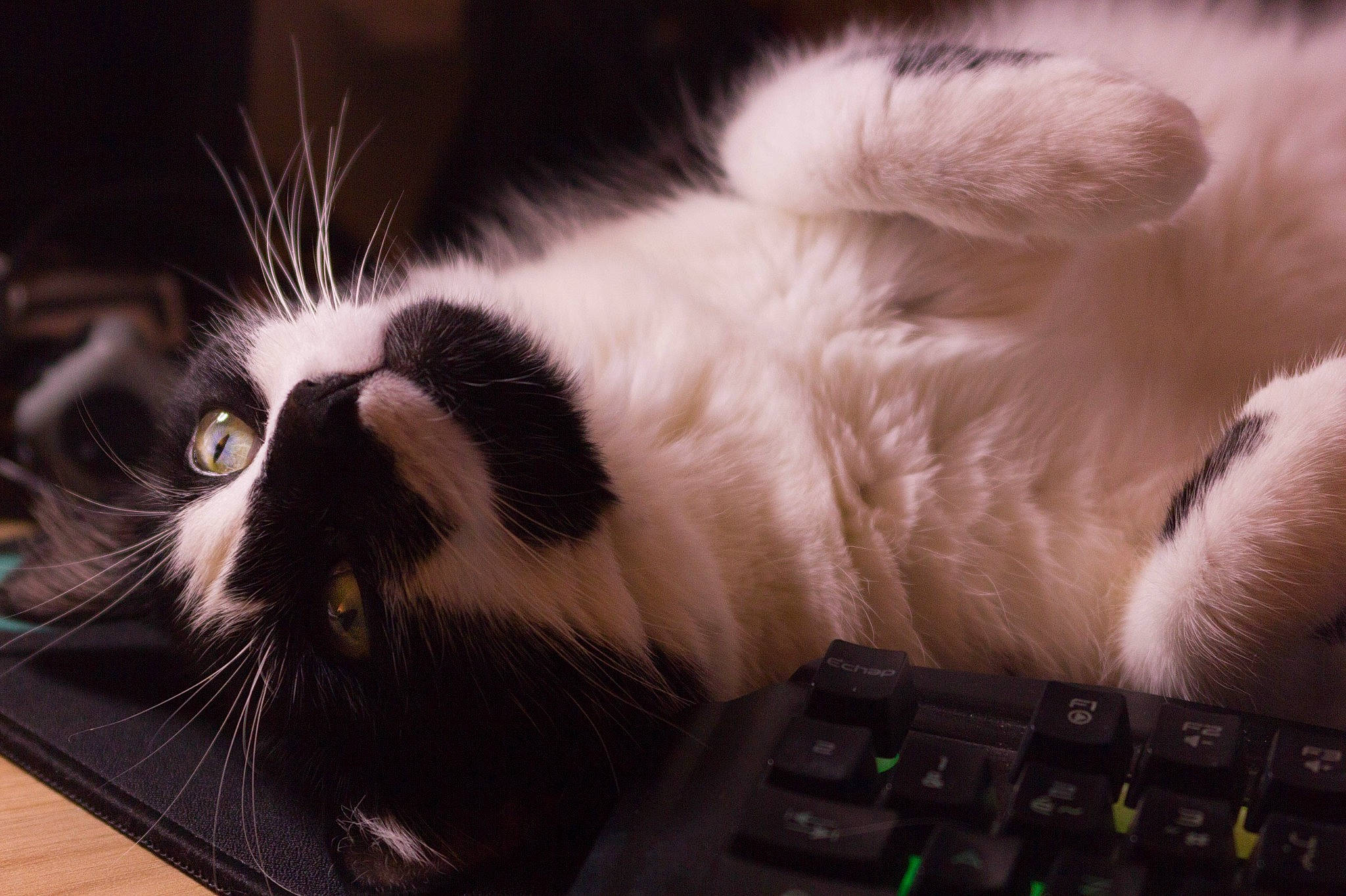 Mikasa a rejoint le concours — aidez-le/la à gagner de superbes lots ! carnivore, cat, comfort, computer, computer_keyboard, domestic_short_haired_cat, felidae, fur, input_device, laptop, mammal, netbook, office_equipment, output_device, paw, peripheral, small_to_medium_sized_cats, snout, tail, whiskers