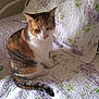 cat, calico_cat, pet, animal, feline, sitting, quilt, bed, floral_pattern, indoor, fur, tail, whiskers, ears, eyes, resting, domestic_animal, cute, companion, home