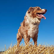 Nougat participe au concours pour gagner de l'argent avec cette photo : agriculture, animal, blue_sky, canine, daytime, dog, field, fluffy, fur, happy, hay, looking_away, mammal, nature, outdoor, pet, rural, standing, sunny, tongue_out