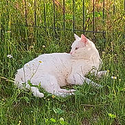 Blankette a rejoint le concours — aidez-le/la à gagner de superbes lots ! cat, white_cat, grass, flowers, daisies, outdoor, nature, sunlight, relaxed, animal, pet, feline, greenery, spring, flora, resting, mammal, wildlife, peaceful, summer