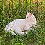 cat, white_cat, grass, flowers, daisies, outdoor, nature, sunlight, relaxed, animal, pet, feline, greenery, spring, flora, resting, mammal, wildlife, peaceful, summer