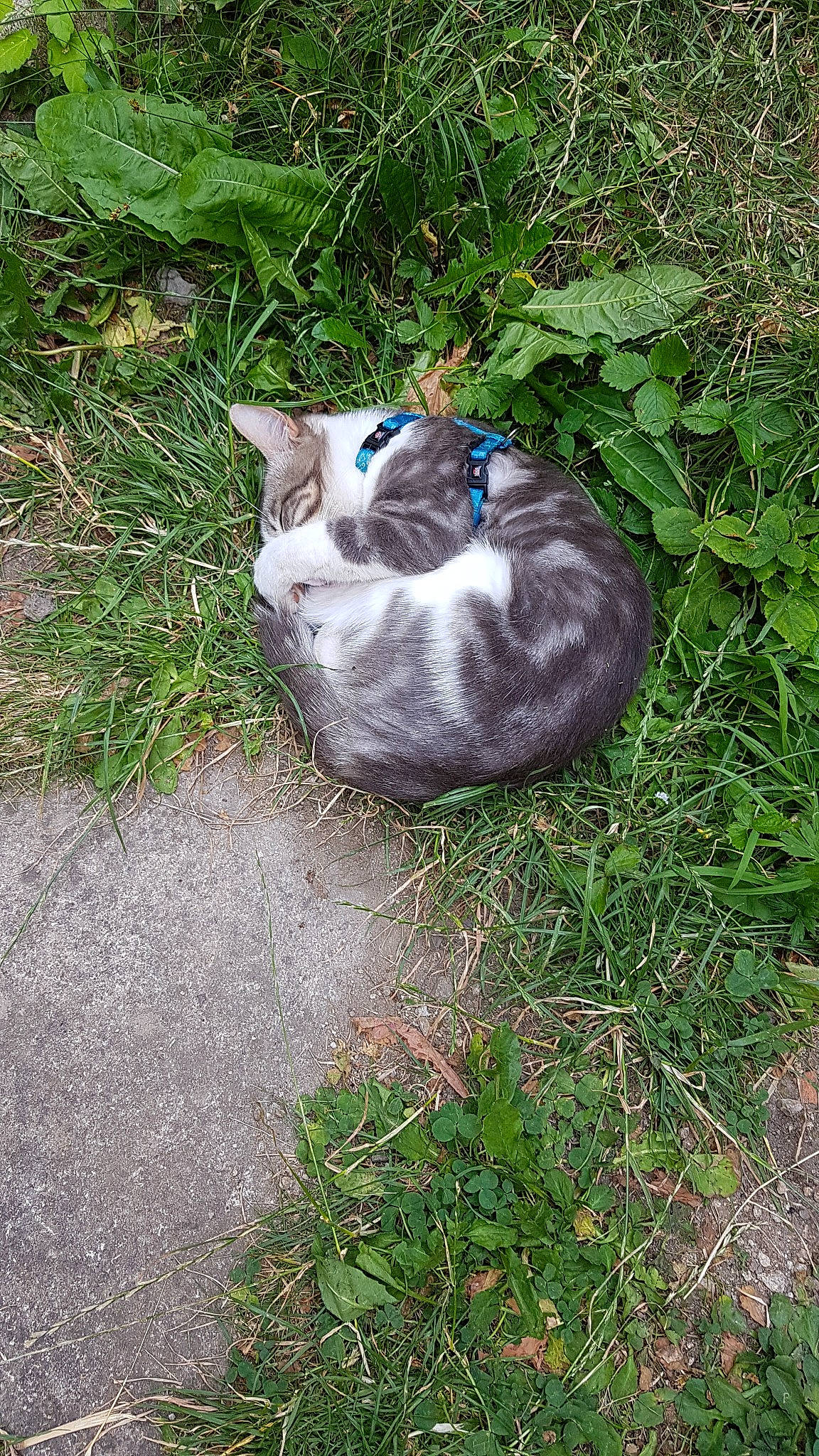 Kinder participe au concours pour gagner de l'argent avec cette photo : carnivore, cat, felidae, grass, plant, small_to_medium_sized_cats, tail, whiskers