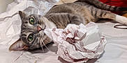 Truffles is registered to the contest to win money with this photo: animal, bed, cat, clawing, close_up, crumpled_paper, curious, cute, domestic_cat, feline, green_eyes, indoor, lying_down, paper, pet, pillow, playing, striped, tabby_cat, whiskers