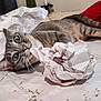 animal, bed, cat, clawing, close_up, crumpled_paper, curious, cute, domestic_cat, feline, green_eyes, indoor, lying_down, paper, pet, pillow, playing, striped, tabby_cat, whiskers