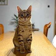 Billy participe au concours pour gagner de l'argent avec cette photo : animal, blurred_background, cat, dining_room, front_view, green_eyes, home, indoors, pet, portrait, shadow, sitting, staring, striped_fur, sunlight, tabby, table, upright, whiskers, wooden_table