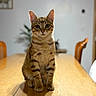 animal, blurred_background, cat, dining_room, front_view, green_eyes, home, indoors, pet, portrait, shadow, sitting, staring, striped_fur, sunlight, tabby, table, upright, whiskers, wooden_table