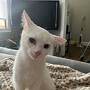 Snowflake joined the competition — help win amazing prizes! animal, blanket, cat, cozy, curious, cute, domestic, ears, eyes, feline, fur, furniture, household, indoor, living_room, pet, portrait, television, whiskers, white_cat