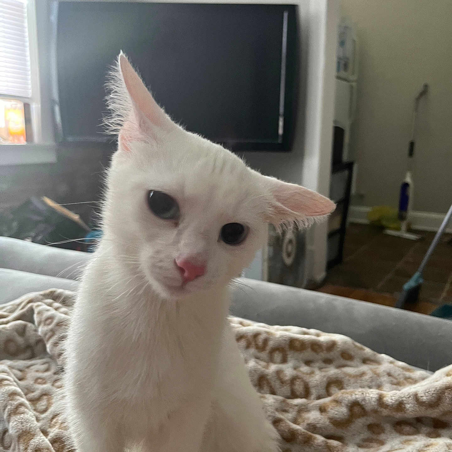 Snowflake joined the competition — help win amazing prizes! animal, blanket, cat, cozy, curious, cute, domestic, ears, eyes, feline, fur, furniture, household, indoor, living_room, pet, portrait, television, whiskers, white_cat