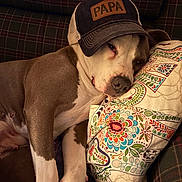 Roxy is registered to the contest to win money with this photo: dog, canine, pet, sleeping, hat, cap, pillow, patterned_pillow, plaid_couch, resting, brown_and_white, indoor, cozy, cute, animal, fur, relaxed, closeup, domestic_animal, companion