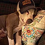 dog, canine, pet, sleeping, hat, cap, pillow, patterned_pillow, plaid_couch, resting, brown_and_white, indoor, cozy, cute, animal, fur, relaxed, closeup, domestic_animal, companion