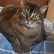 Lily is registered to the contest to win money with this photo: cat, tabby_cat, pet, animal, bed, blanket, indoor, feline, fur, whiskers, cute, resting, looking, green_eyes, comfort, cozy, home, domestic, relaxed, mammal