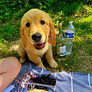 Aïko participe au concours pour gagner de l'argent avec cette photo : dog, puppy, golden_retriever, grass, picnic, blanket, baguette, bread, sunglasses, phone, vape, bottle, water_bottle, wine_bottle, outdoor, nature, greenery, happy, smiling, pet