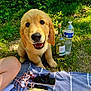 dog, puppy, golden_retriever, grass, picnic, blanket, baguette, bread, sunglasses, phone, vape, bottle, water_bottle, wine_bottle, outdoor, nature, greenery, happy, smiling, pet