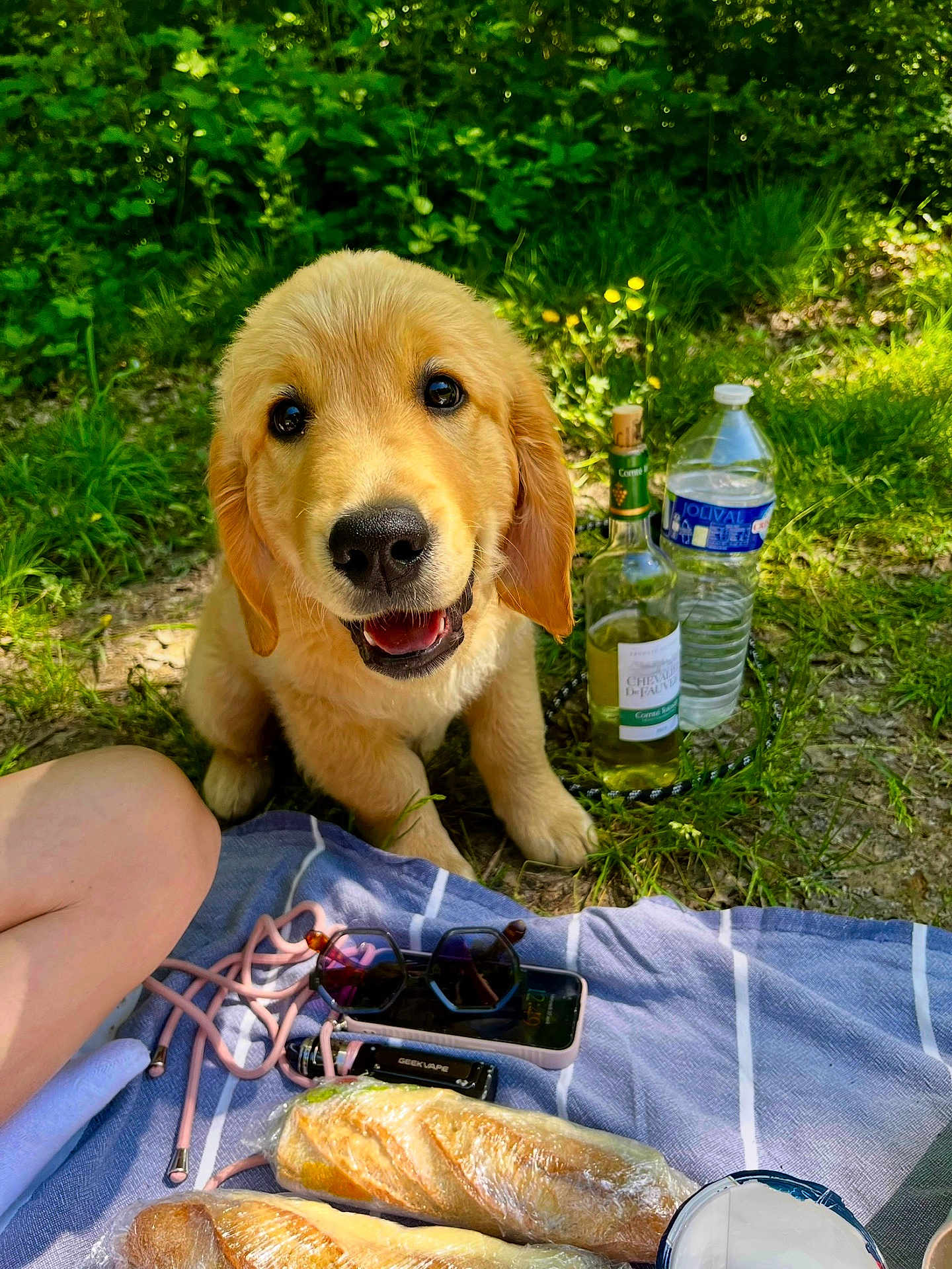 Aïko participe au concours pour gagner de l'argent avec cette photo : dog, puppy, golden_retriever, grass, picnic, blanket, baguette, bread, sunglasses, phone, vape, bottle, water_bottle, wine_bottle, outdoor, nature, greenery, happy, smiling, pet