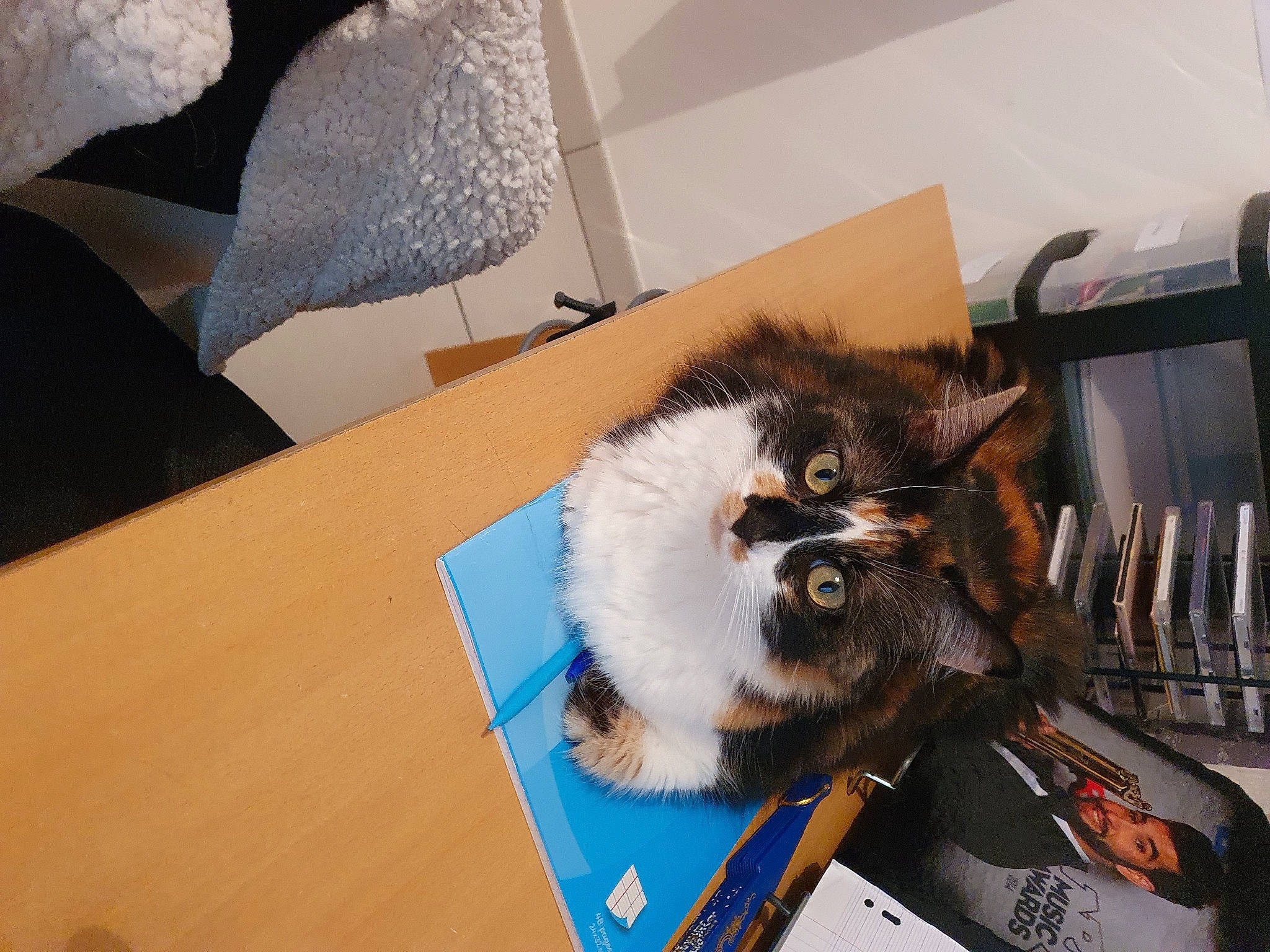 Mélodie participe au concours pour gagner de l'argent avec cette photo : canidae, carnivore, cat, companion_dog, dog, dog_breed, puppy, shih_tzu, sporting_group, toy_dog