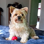 Bingo joined the competition — help win amazing prizes! dog, small_dog, pet, indoor, bed, blanket, toy, red_toy, fur, curly_fur, ears, snout, eyes, paws, home_interior, doorway, stuffed_animals, shelf, carpet, relaxing