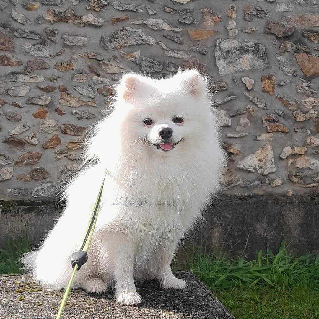 Ugo