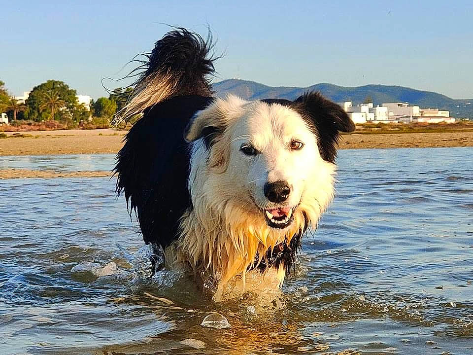Oréo participe au concours pour gagner de l'argent avec cette photo : beach, canidae, carnivore, companion_dog, dog, dog_breed, fun, happy, herding_dog, lake, ocean, sky, smile, sporting_group, tree, water, wave, wind_wave, working_animal, working_dog