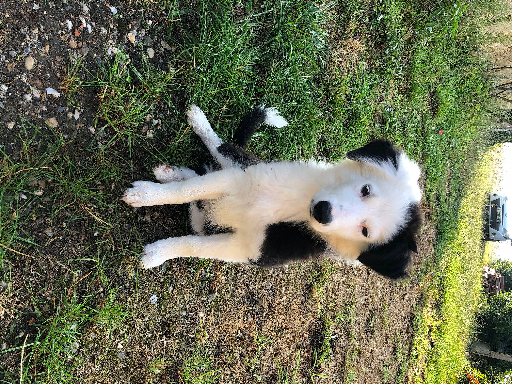 Oréo a rejoint le concours — aidez-le/la à gagner de superbes lots ! ancient_dog_breeds, canidae, carnivore, companion_dog, dog, dog_breed, fawn, fur, german_spitz, german_spitz_mittel, grass, non_sporting_group, plant, sporting_group, tail, terrestrial_animal, wildlife, working_dog