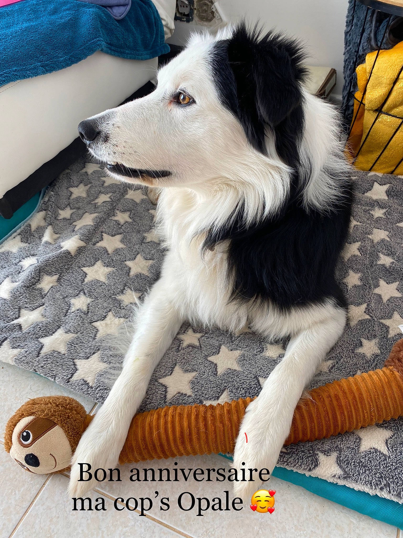 Oréo a rejoint le concours — aidez-le/la à gagner de superbes lots ! ancient_dog_breeds, border_collie, canidae, carnivore, companion_dog, dog, dog_breed, dog_supply, flooring, foot, fur, herding_dog, paw, photo_caption, sporting_group, tail, working_dog