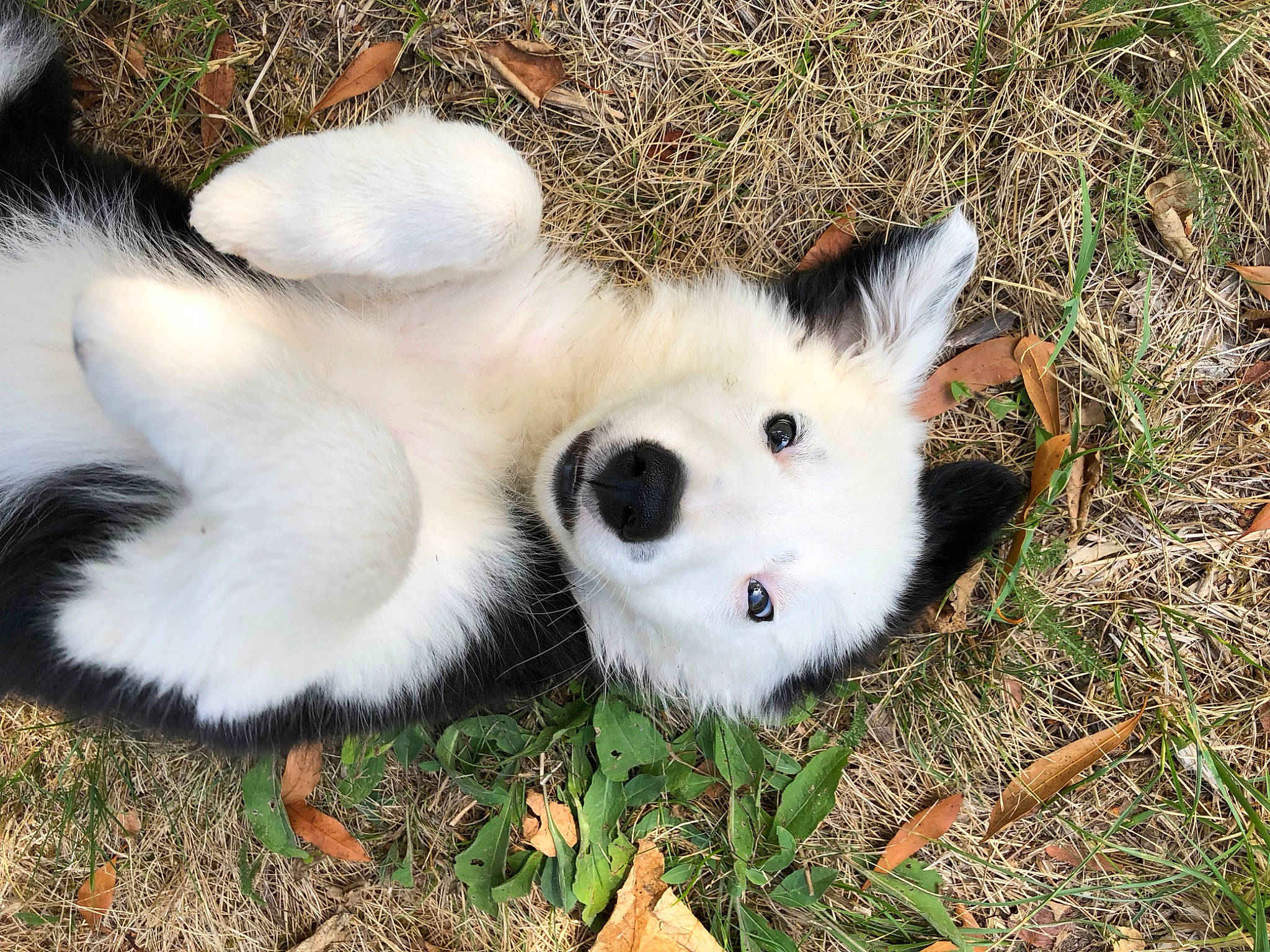 Oréo a rejoint le concours — aidez-le/la à gagner de superbes lots ! american_eskimo_dog, canidae, carnivore, companion_dog, dog_breed, fang, fawn, felidae, fur, german_spitz_mittel, grass, samoyed, snout, spitz, sporting_group, tail, terrestrial_animal, volpino_italiano, whiskers, wildlife