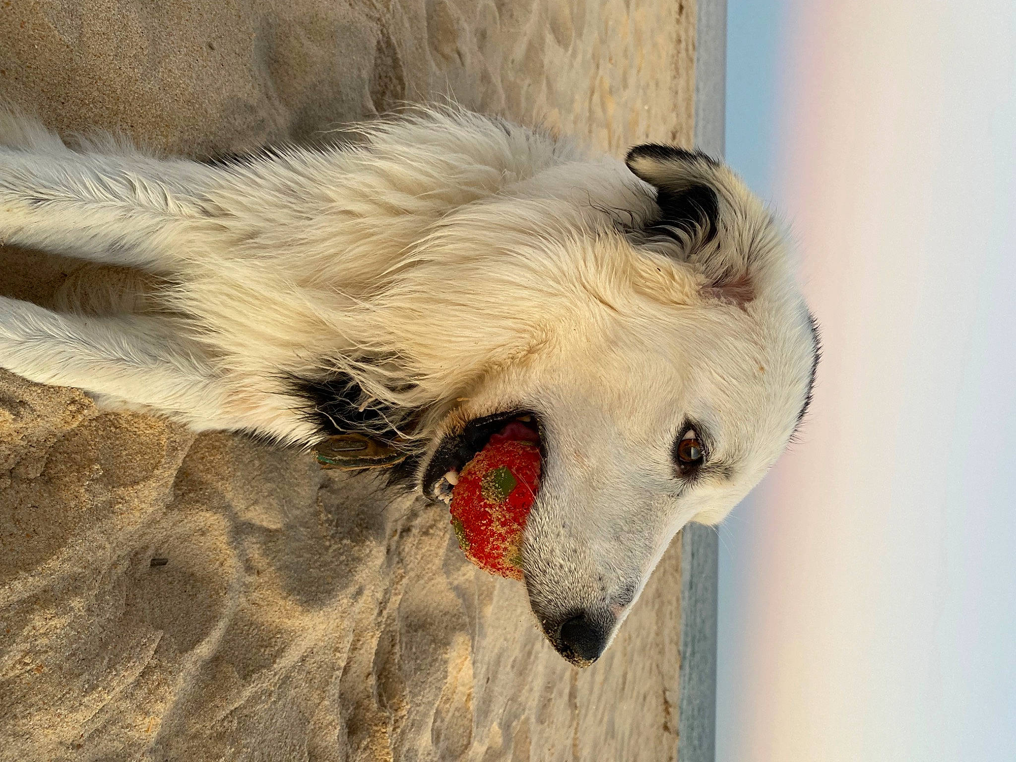 Oréo participe au concours pour gagner de l'argent avec cette photo : beak, canidae, carnivore, companion_dog, dog, dog_breed, eye, fang, fur, jaw, landscape, plant, snout, sporting_group, terrestrial_animal, whiskers, wildlife, working_animal
