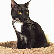 Dobby joined the competition — help win amazing prizes! cat, black_cat, white_chest, yellow_eyes, pet, feline, sitting, cat_bed, cozy, fur, whiskers, indoor, domestic_animal, animal, portrait, looking_away, curious, soft_texture, resting, comfortable