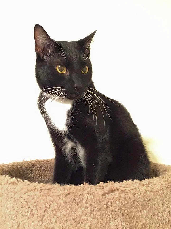 Dobby joined the competition — help win amazing prizes! cat, black_cat, white_chest, yellow_eyes, pet, feline, sitting, cat_bed, cozy, fur, whiskers, indoor, domestic_animal, animal, portrait, looking_away, curious, soft_texture, resting, comfortable