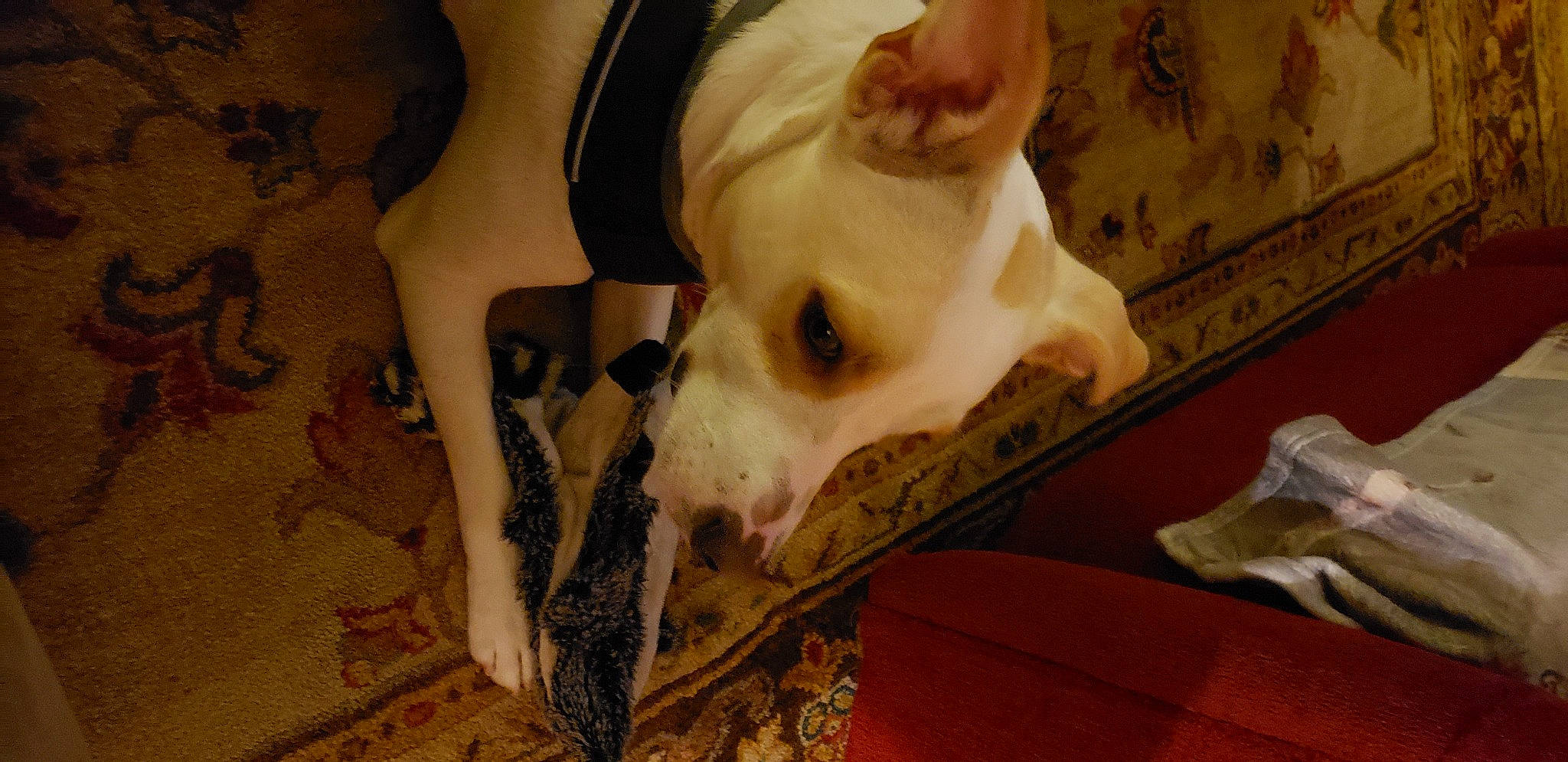 Duke is registered to the contest to win money with this photo: canidae, carnivore, comfort, companion_dog, dog, dog_breed, dog_supply, ear, fang, fawn, jaw, non_sporting_group, puppy, snout, sporting_group, terrestrial_animal, toy_dog, whiskers, wood, working_animal