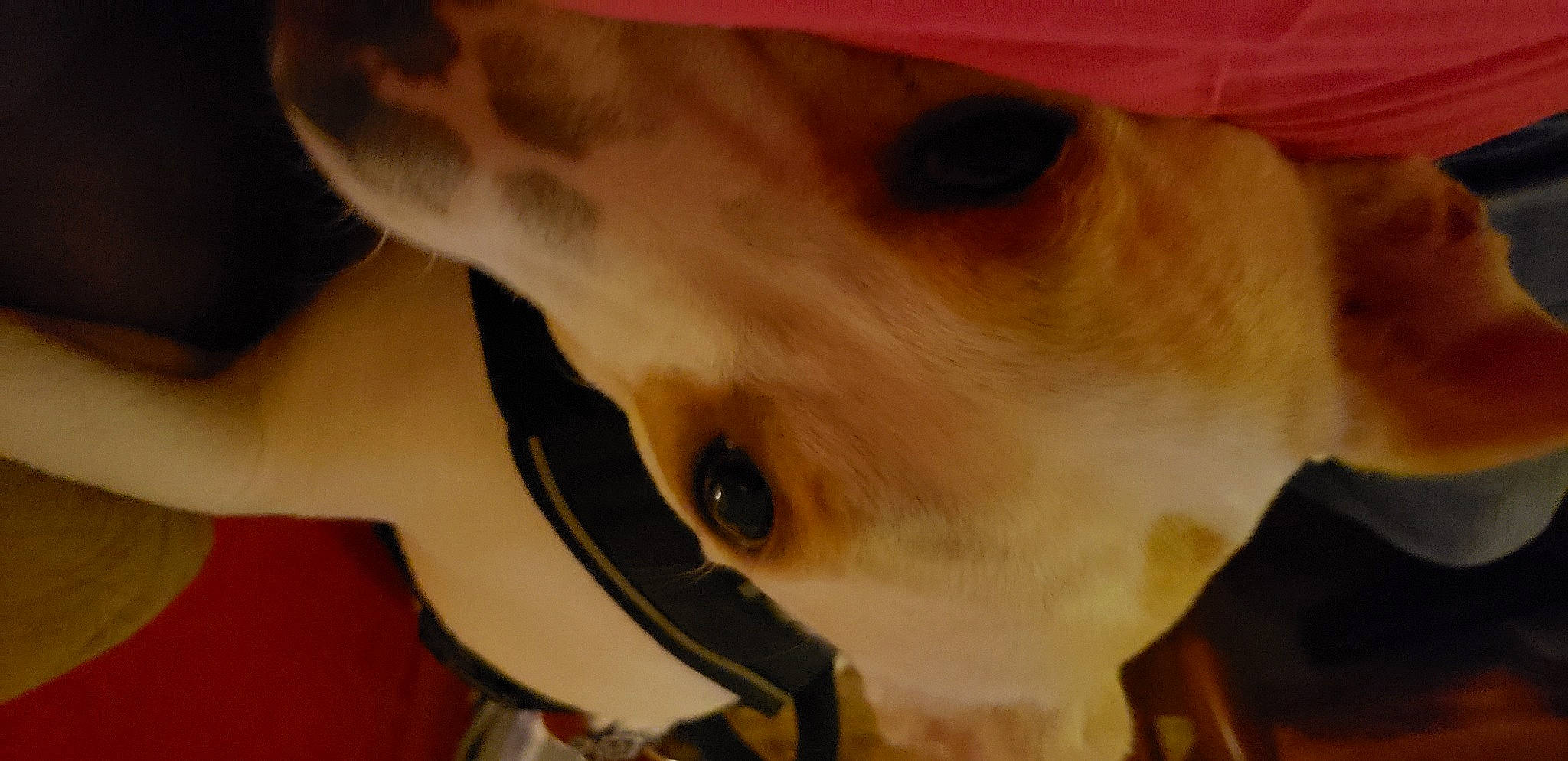 Duke is registered to the contest to win money with this photo: canidae, carnivore, collar, companion_dog, dog, dog_breed, dog_collar, ear, eyebrow, eyelash, fawn, fur, jaw, non_sporting_group, nose, snout, sporting_group, whiskers, working_animal