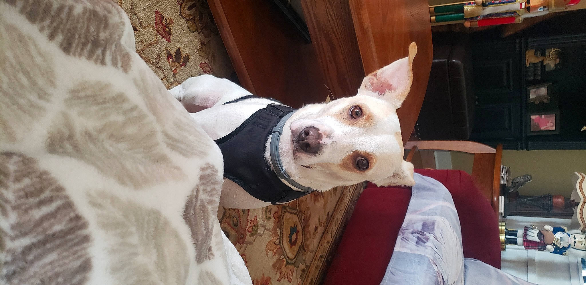 Duke joined the competition — help win amazing prizes! bull_terrier, canidae, carnivore, collar, companion_dog, dog, dog_breed, dog_collar, dog_supply, fawn, guard_dog, non_sporting_group, sporting_group, whiskers, working_animal