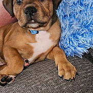 Cinnamon is registered to the contest to win money with this photo: animal, blue_pillow, brown, canine, close_up, collar, couch, cute, dog, ears, fluffy, fur, indoor, nose, paw, pet, puppy, relaxed, texture, young
