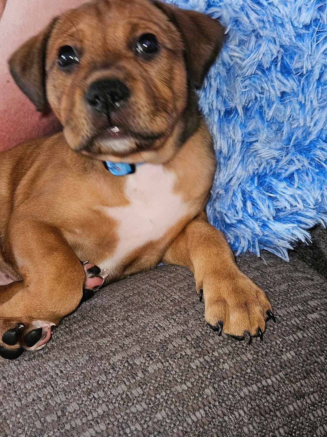Cinnamon