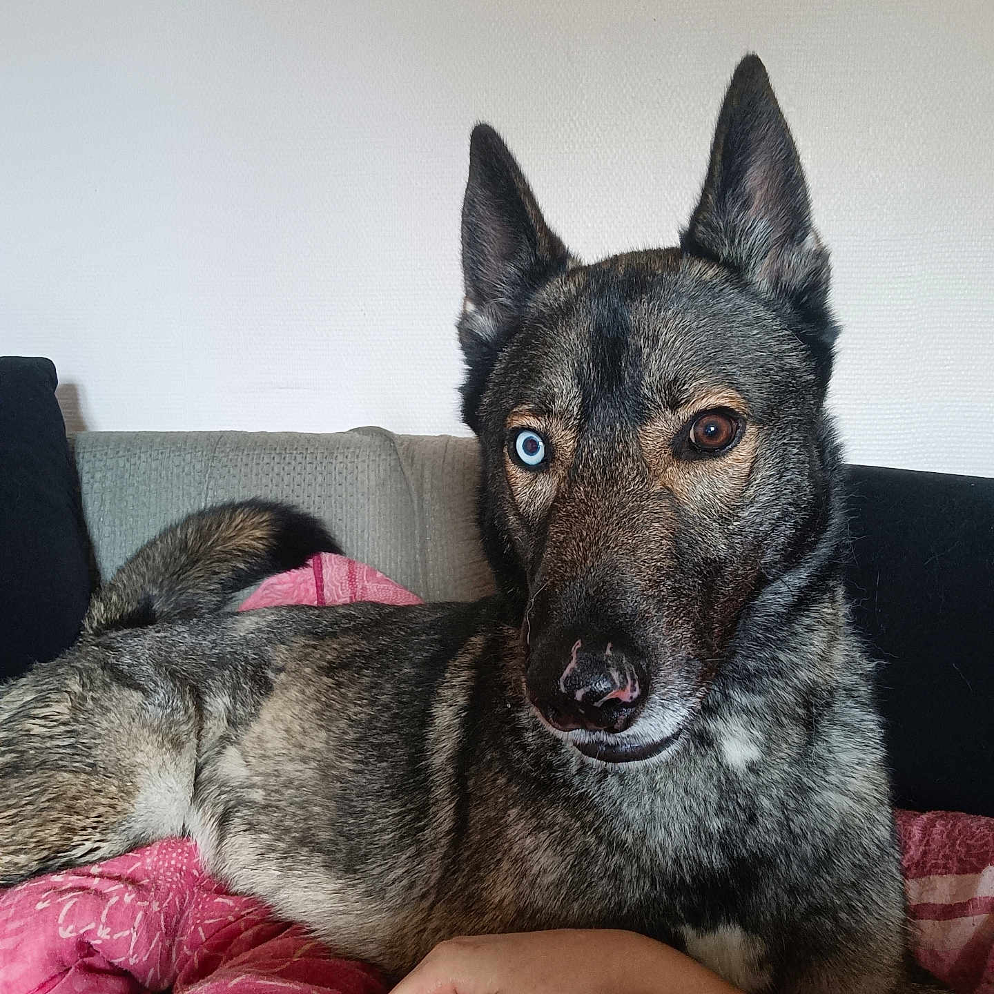 Torok participe au concours pour gagner de l'argent avec cette photo : animal, architecture, bodypart, building, canine, couch, cushion, dog, finger, furniture, germanshepherd, hand, homedecor, hound, husky, indoors, livingroom, pet, puppy, room