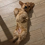 Archibald a rejoint le concours — aidez-le/la à gagner de superbes lots ! adorable, animal, belly_up, cute, dog, ears, fluffy, fur, golden_retriever, indoor, laying, looking, lying_down, mammal, paws, pet, puppy, relaxed, wooden_floor, young