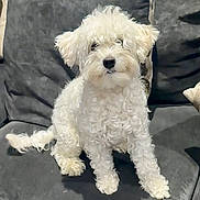 Junior is registered to the contest to win money with this photo: dog, white_dog, curly_fur, pet, sitting, couch, indoor, fur, animal, companion, cute, small_dog, domestic_animal, friendly, canine, fur_texture, relaxed, household, portrait, background