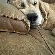 Loomis is registered to the contest to win money with this photo: dog, golden_retriever, puppy, sleepy, resting, lying_down, couch, sofa, cushion, indoors, home, pet, fluffy, fur, cream_colored, close_up, portrait, relaxed, cute, nap