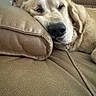 dog, golden_retriever, puppy, sleepy, resting, lying_down, couch, sofa, cushion, indoors, home, pet, fluffy, fur, cream_colored, close_up, portrait, relaxed, cute, nap