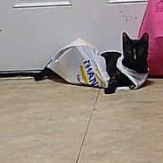 Scarlett is registered to the contest to win money with this photo: cat, black_cat, plastic_bag, floor, door, indoor, pet, animal, curious, lying_down, domestic_cat, white, pink_bag, household, quiet, resting, feline, looking_at_camera, shadow, light