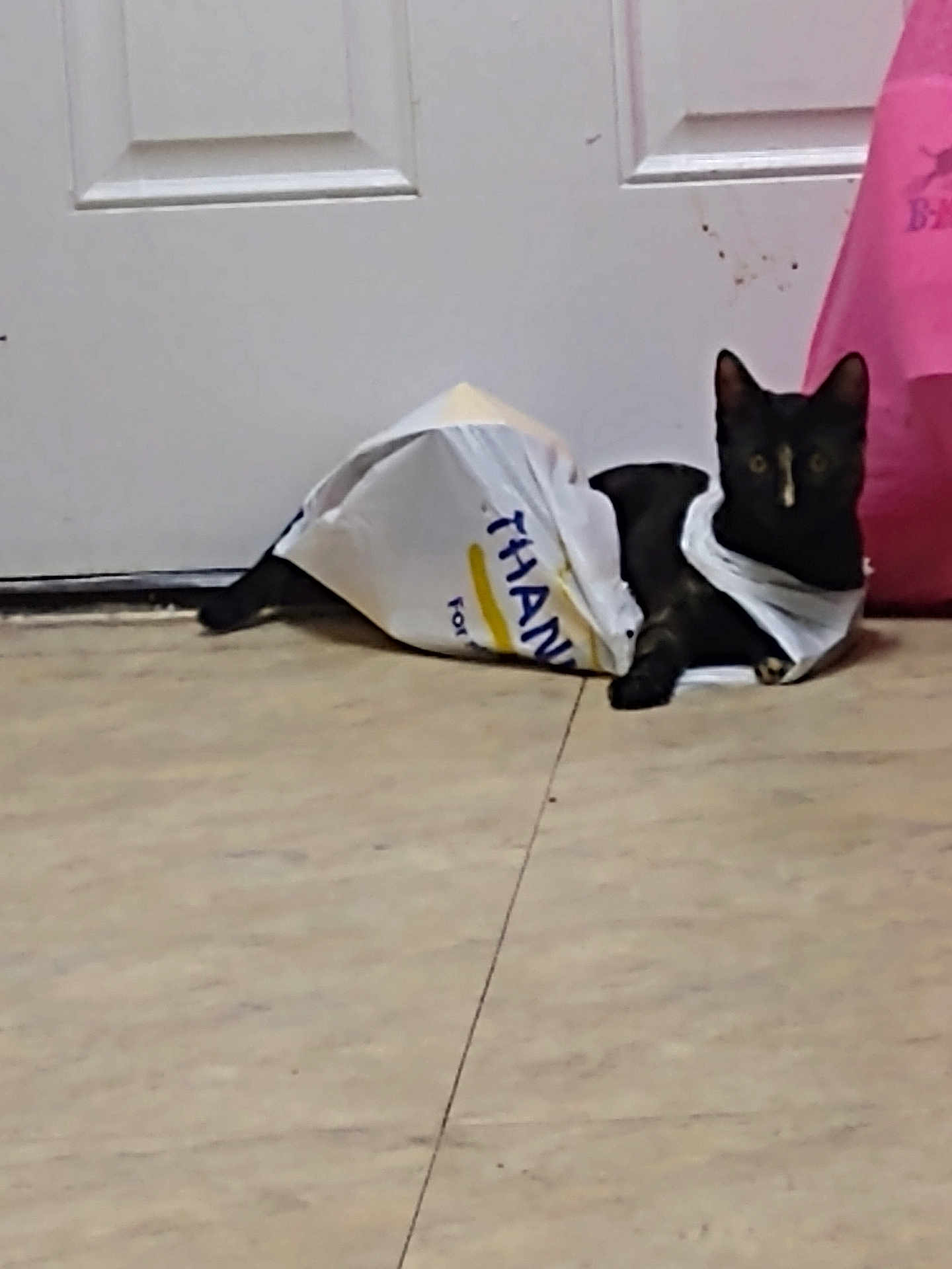 Scarlett is registered to the contest to win money with this photo: cat, black_cat, plastic_bag, floor, door, indoor, pet, animal, curious, lying_down, domestic_cat, white, pink_bag, household, quiet, resting, feline, looking_at_camera, shadow, light