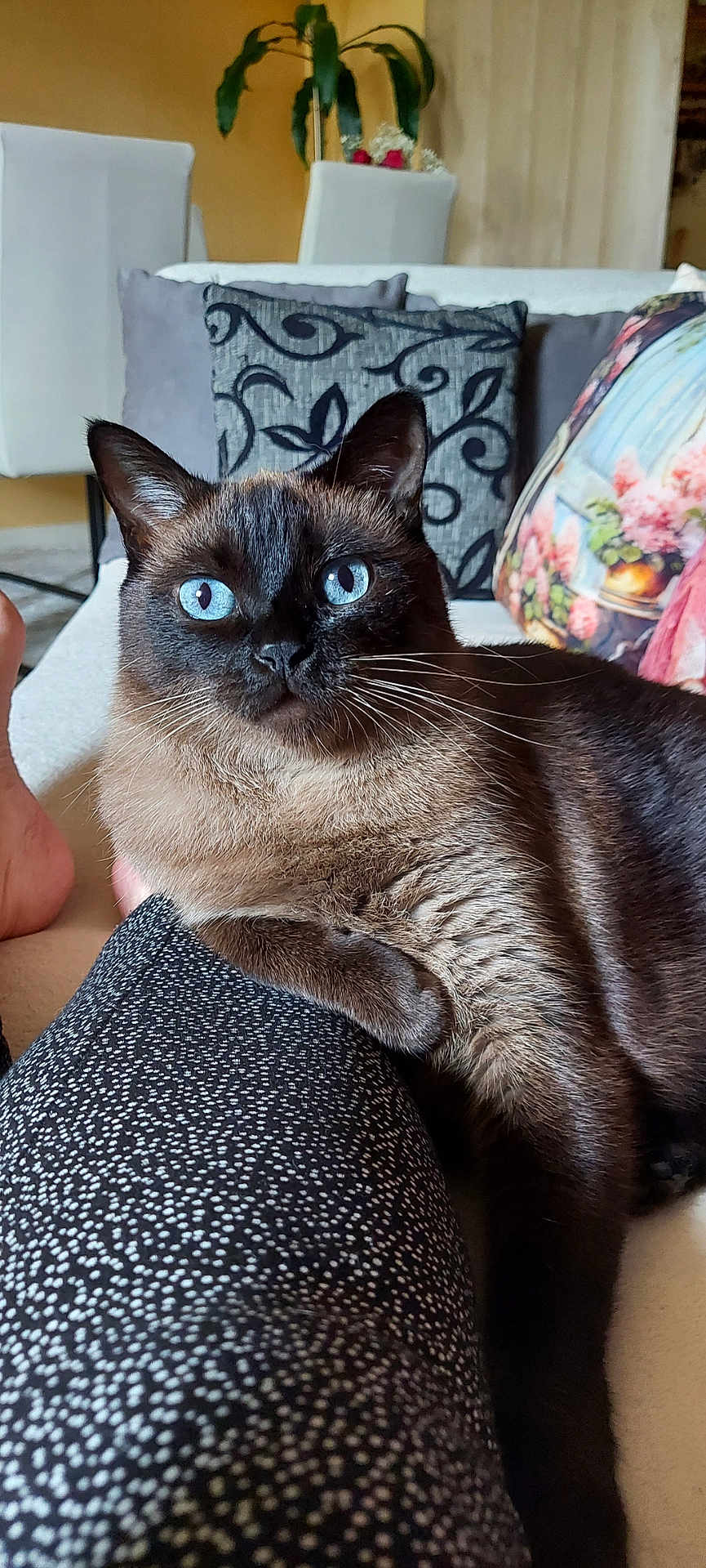 Mayz a rejoint le concours — aidez-le/la à gagner de superbes lots ! cat, siamese_cat, blue_eyes, pet, indoor, couch, pillows, patterned_fabric, relaxing, domestic_animal, fur, whiskers, closeup, cozy, furniture, plant, living_room, home_decor, resting, person_leg