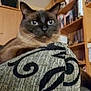 cat, siamese_cat, furniture, armrest, indoor, bookshelf, books, wooden_shelves, patterned_fabric, blue_eyes, pet, animal, domestic_cat, closeup, portrait, feline, cozy_room, home_interior, relaxed, curious
