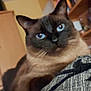 cat, siamese_cat, blue_eyes, feline, pet, indoor, cushion, pattern, furniture, bookshelf, books, cozy, closeup, animal, whiskers, ears, fur, domestic_cat, relaxed, portrait