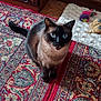 Mayz participe au concours pour gagner de l'argent avec cette photo : cat, siamese_cat, blue_eyes, curious, pet_mat, cat_toys, oriental_rug, colorful_rug, indoor, wooden_floor, cozy, furniture, home_interior, animal, pet, feline, looking_up, sitting, playful, domestic