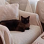Mayz a rejoint le concours — aidez-le/la à gagner de superbes lots ! cat, siamese_cat, armchair, cushion, table, vase, flowers, lilies, living_room, interior, furniture, cozy, textile, decor, white, blue, brown, relaxing, pet, indoor