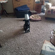 George Burns is registered to the contest to win money with this photo: dog, bucket, carpet, furniture, dresser, dog_bed, living_room, blanket, table, book, couch, indoor, pet, animal, flooring, collar, home, decor, wood, quiet