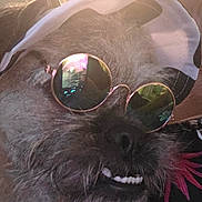 Gizmo joined the competition — help win amazing prizes! dog, sunglasses, cap, pet, close_up, smile, teeth, fur, animal, portrait, headwear, reflection, indoor, casual, funny, accessory, face, whiskers, cute, light