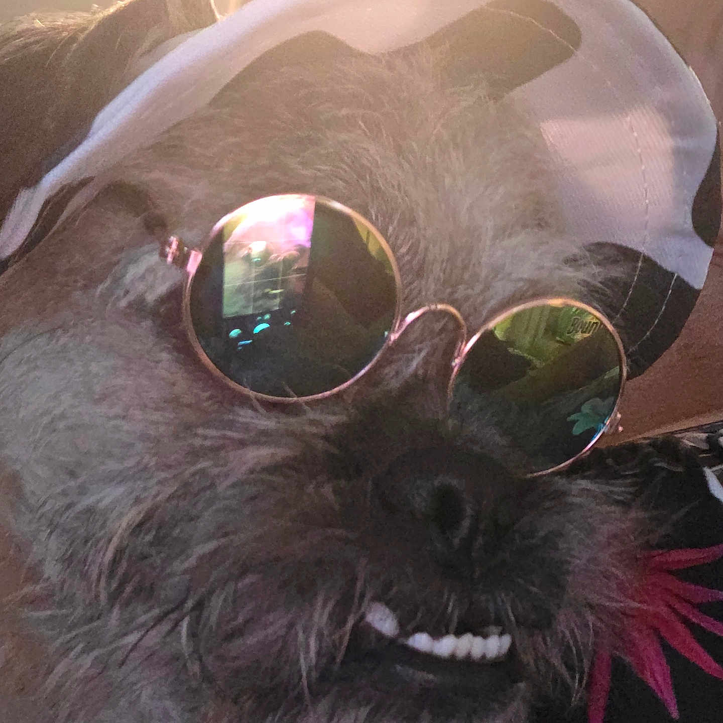 Gizmo joined the competition — help win amazing prizes! accessory, animal, cap, casual, close_up, cute, dog, face, funny, fur, headwear, indoor, light, pet, portrait, reflection, smile, sunglasses, teeth, whiskers
