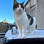cat, tabby_cat, white_cat, snow, car_roof, paws, whiskers, outdoor, blue_sky, building, portrait, pet, fur, nose, ears, street_scene, winter, shallow_depth_of_field, animal, curious