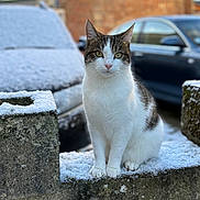 éclair participe au concours pour gagner de l'argent avec cette photo : cat, snow, car, concrete_wall, outdoor, pet, sitting, portrait, whiskers, eyes, paws, fur, bokeh, background_blur, winter, frost, urban, parked_car, brick_wall, alert_pose
